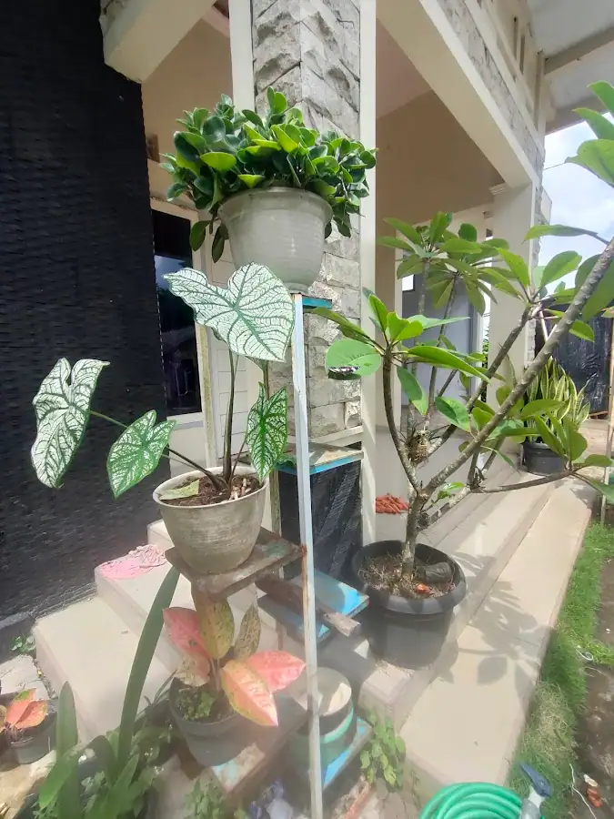 aqsha homestay — foto 2