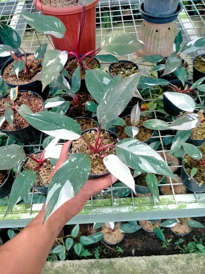 DESAWISATABENGKAL — foto 2