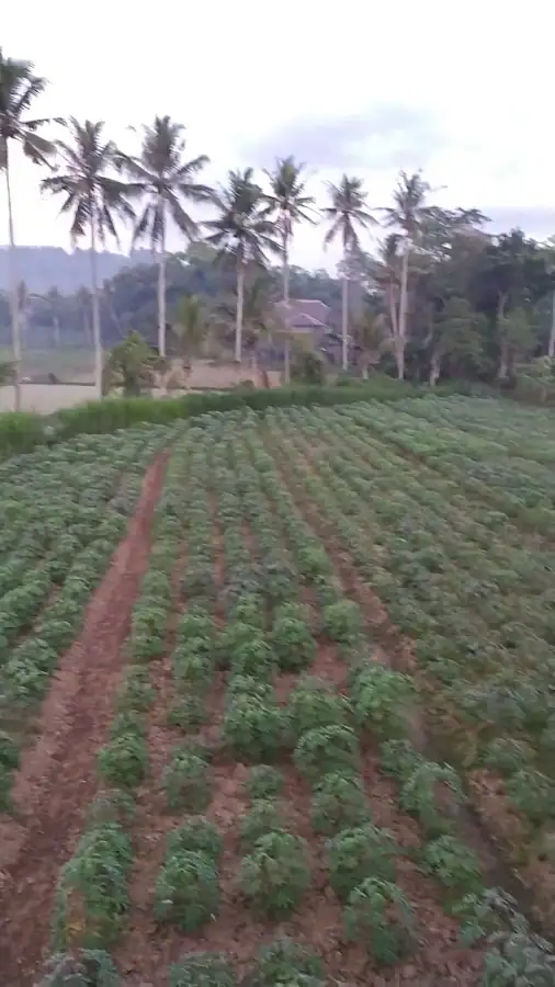 Homestay Lilik — foto 5