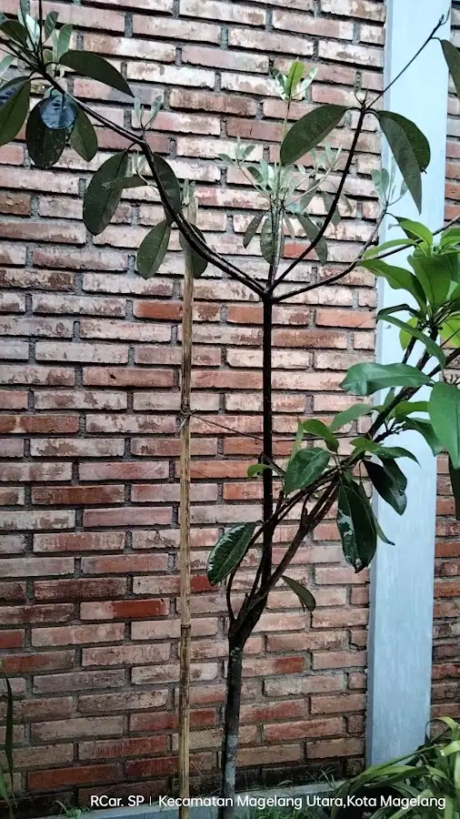Kost OEMAH JOGLO, Potrobangsan II No. 24 Magelang Kota